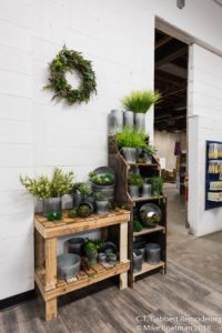 plant displays with succulents